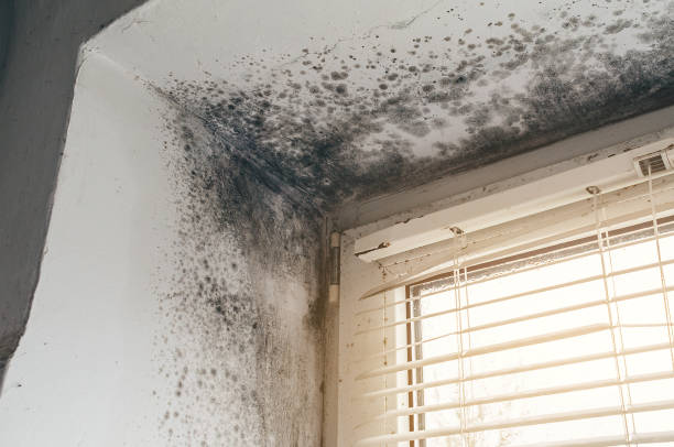 Affordable Black Mold Remediation solutions in Boxford, MA