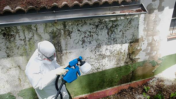 Top rated local Black Mold Remediation specialists in Boxford, MA